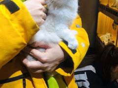 -欣宠猫屋·矮脚拿破仑·蓝金金渐层