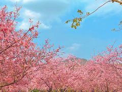 -天适樱花悠乐园