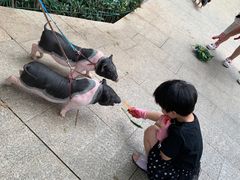 -上海佘山世茂艾美酒店