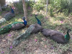 -瑞丽独树成林风景区