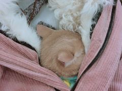 -瑞鹏宠物医院·爱宠堂(环西分院)