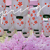 春日踏青攻略🌸｜金陵的“粉色樱花季”在金茂汇延续着…