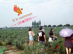 -金谷域澳洲庄园