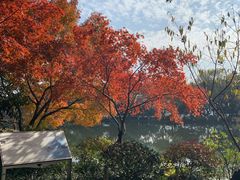 -西湖外事游船(花港观鱼码头)