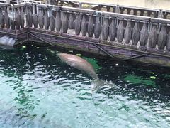 -悉尼海洋生物水族馆