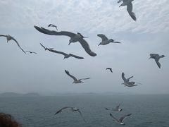 -海驴岛(荣成市)