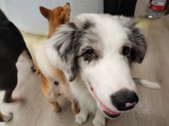 -浣熊柯尔鸭土拨鼠·电玩咖