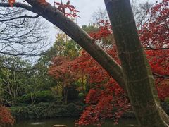 -秋霞圃