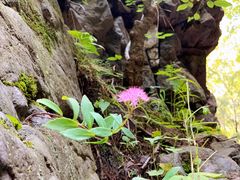 -云岫谷游猎自然风景区