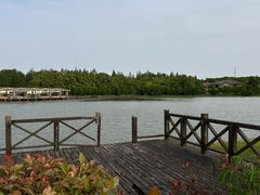 -上海海湾国家森林公园