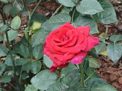 -人民公园(罗湖区)