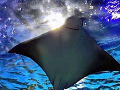 -华夏文旅海洋公园