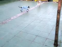-北京观赏动物医院·24小时大型综合·猫专科·异宠专科