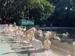 -广州长隆飞鸟乐园