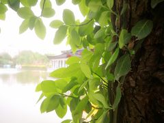 -南汇桃花村