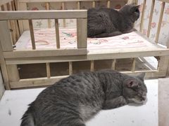 -猫小院猫主题餐厅(三里屯店)