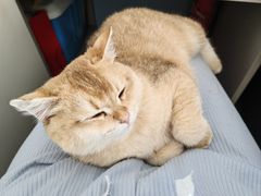 -中农大我爱我爱24h动物医院·中医针灸·猫专科·骨科医疗中心(双井店)