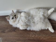 -青奢宠物·青奢猫舍