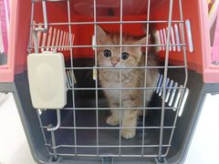 -小猫来了·猫咪专售(红山六九七九店)