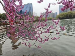 -天鹅湖体育公园