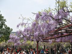 -嘉定紫藤园