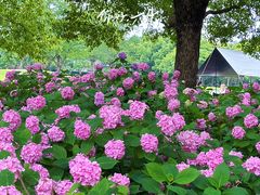 -上海滨江森林公园