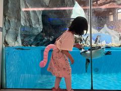 -帝企鹅自助餐厅•儿童岛•真企鹅(长隆企鹅酒店)