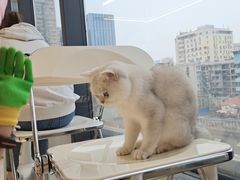 -怪兽屋·羊驼·猫咖·狗咖(俊华广场店)