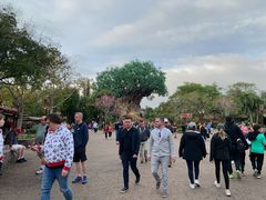 -奥兰多迪士尼动物王国乐园