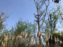 -白鹭湾湿地公园