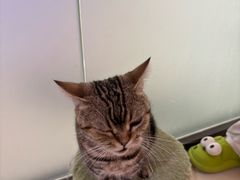 -三花喵·撸猫购宠·宠物生活馆(虹桥南丰城店)