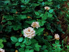 -人民公园(罗湖区)