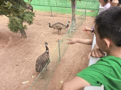 -西霞口神雕山野生动物世界