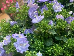 -双季花艺园艺市场(浦东店)