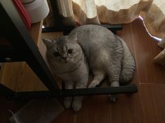 -瑞鹏宠物医院·宠保定点·心脏科·内科(御桥分院)