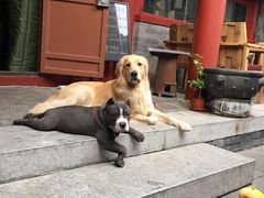 -百好乐宠物友好餐厅(朝外大街店)