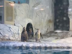 -蓬莱欧乐堡海洋极地世界