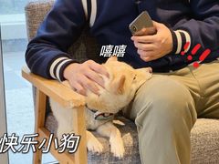-南京Hallo宠物乐园·哈罗犬舍·柴犬繁育基地