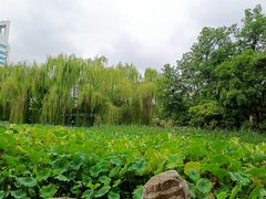 -莲湖公园