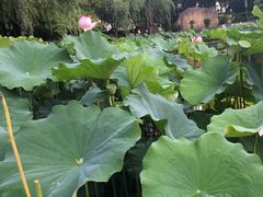 -陈家山荷花公园