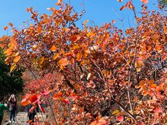 -北京西山国家森林公园