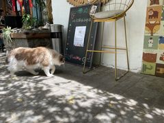 -喵屿·大理花园猫咖