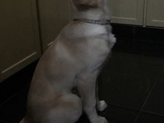 -翊宠yipet猫狗购宠庄园犬舍•猫舍