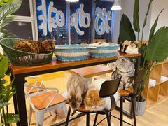 -Cappucimeow猫咪咖啡馆(韦伯时代店)