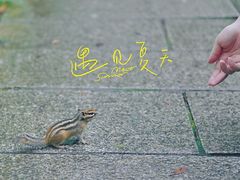 -汤旺河林海奇石景区