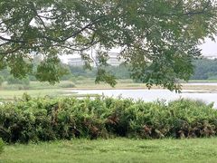 -华侨城湿地公园