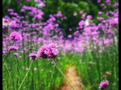 -杭州城北体育公园