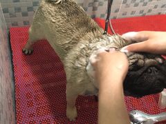 -PETKIT小佩宠物(古北店)