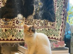 -平行世界·猫咖(首经贸店)