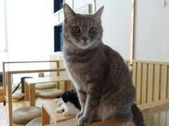 -Catmate·猫肥家润(金润铂宫店)